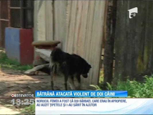O bătrână de 77 de ani a fost atacată de doi câini