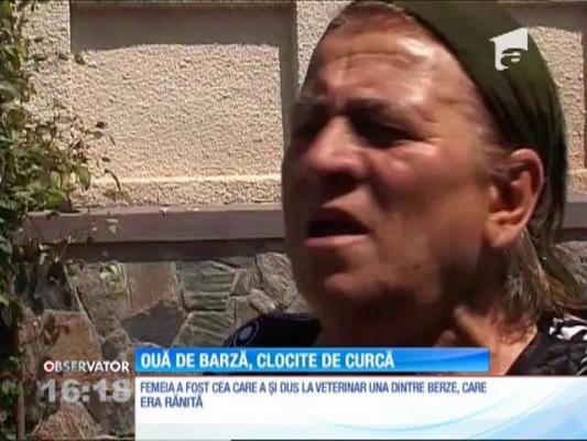 Imagini neobişnuite în Argeş. Puii unei berze au fost adoptați de o curcă