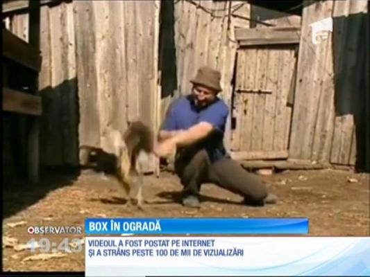 Meci de box între un cocoş şi un om