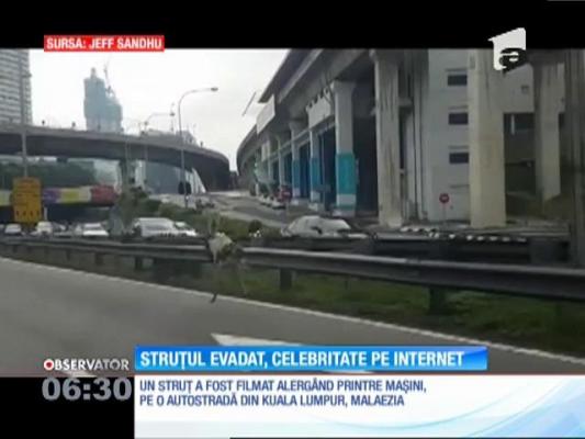 Un struţ a devenit celebru pe internet după ce a evadat în timp ce era dus la o fermă