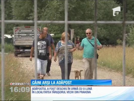 Câini arşi în adăpostul unei asociaţii de protecţie a animalelor