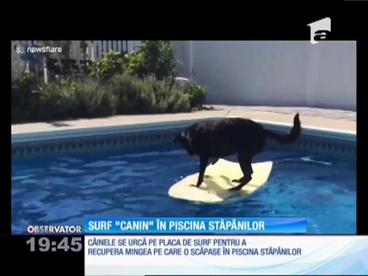 Surf ”canin” în piscina stăpânilor