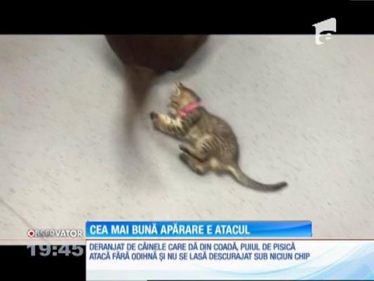 Cea mai bună apărare e atacul pentru un pui de pisică