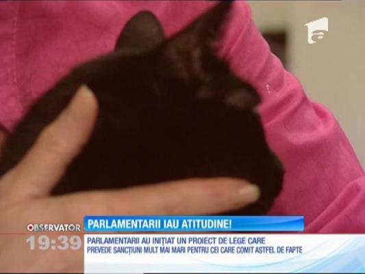 Adolescentul care a ucis un pui de pisică ar putea ajunge la închisoare