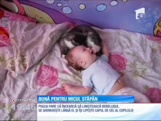 O pisică, bonă pentru micul stăpân