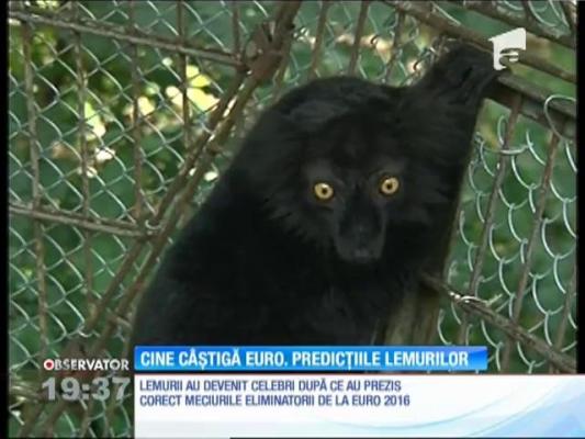 Finala Campionatului European de Fotbal. Lemurii o dau câștigătoare pe Portugalia