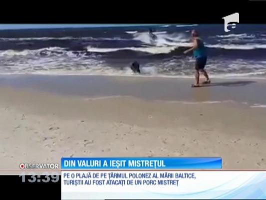 Un porc mistreţ ieşit din mare a speriat turiştii de pe o plajă din Polonia