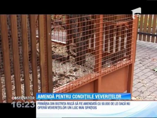 Primăria Bistrița riscă o amendă de 50.000 lei dacă nu oferă veverițelor captive o casă mai mare