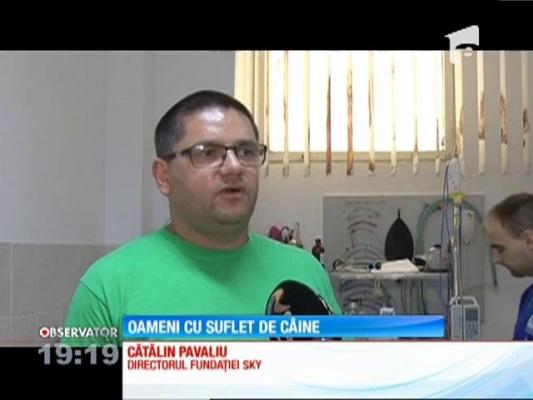 Cazul câinilor acoperiţi cu smoală şi abandonaţi la marginea oraşului Iaşi, în atenţia autorităţilor