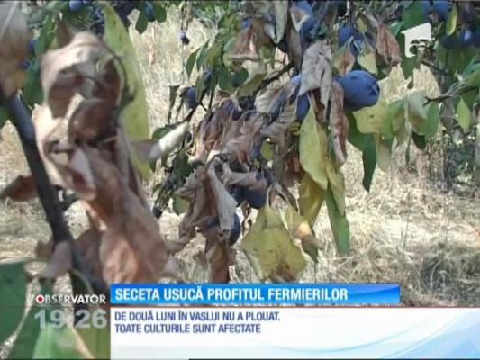 Livezile din judeţul Vaslui au fost devastate de secetă