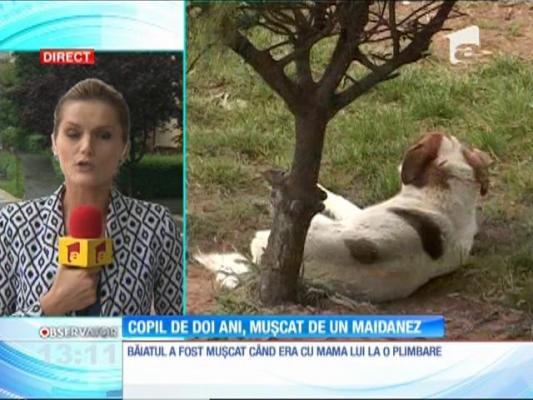 Un copil de numai doi ani din Bicaz, Neamţ, a fost muşcat de un câine maidanez