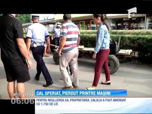 Un cal a provocat panică pe o stradă din Brăila