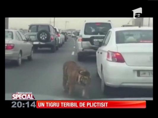 Special! Un tigru teribil de plictisit, plimbare pe șosea