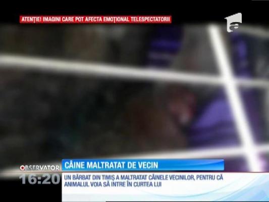 Câine maltratat de vecin. I-a tăiat cu toporul piciorul prins în gard!