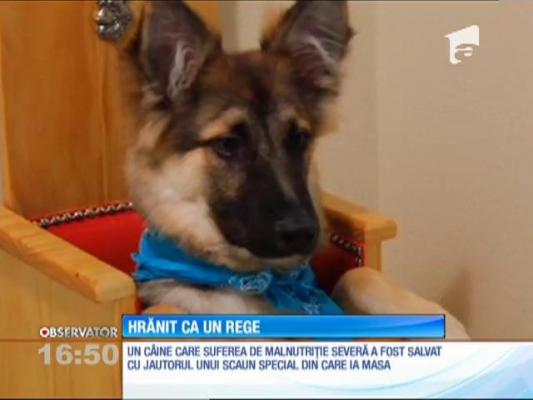 Cățel, hrănit ca un rege