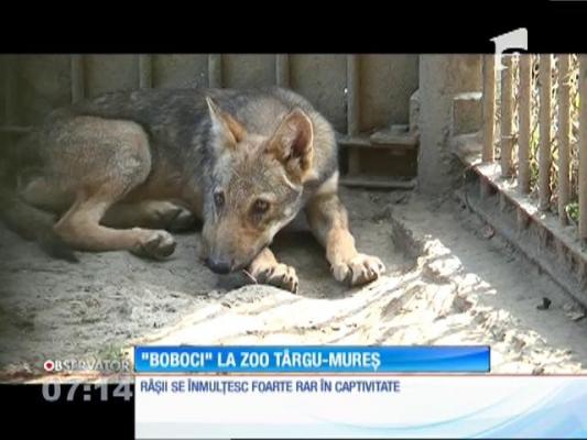 ”Bobocii” de la Grădina Zoologică din Târgu Mureş