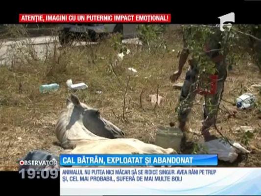 Cal bătrân, muncit până la epuizare, găsit aruncat pe un câmp