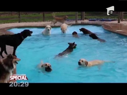 Special! Pensiunea perfectă pentru câini