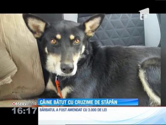 Câine bătut cu cruzime de stăpân, în judeţul Prahova