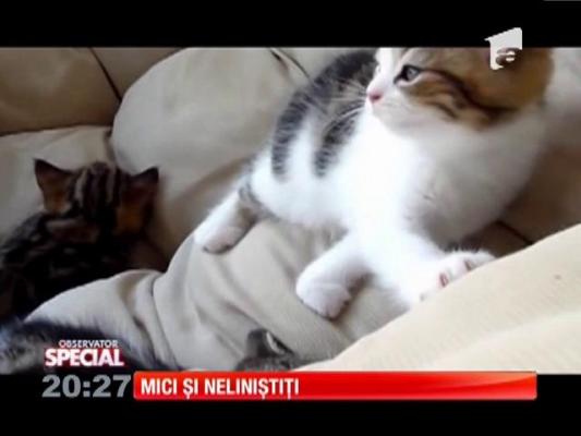 Special! Puii de pisică, mici și neliniștiți