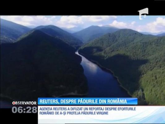 Tăierile ilegale de lemn din pădurile noastre au devenit subiect de interes internaţional. Agenţia Reuters a realizat un reportaj despre pădurile virgine din România