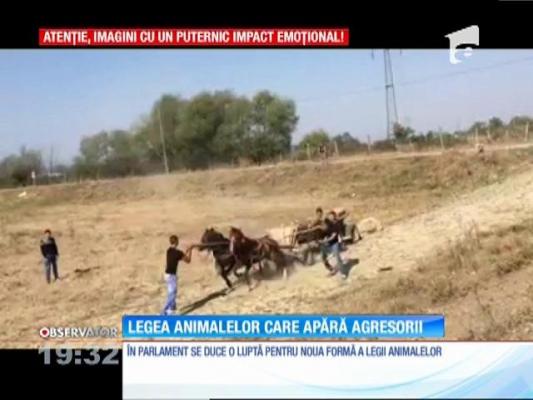 Cei care maltratează animale ar putea scăpa basma curată!