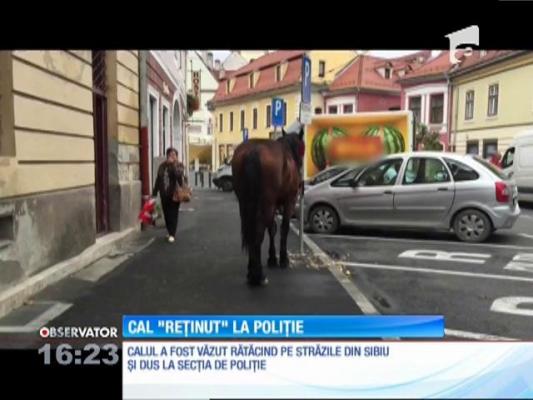 Cal ”reținut” de poliţiştii de la rutieră!