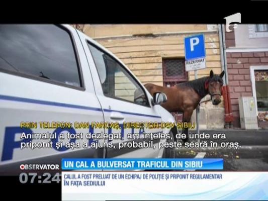 Un cal a rătăcit ore în şir printre maşini, în Sibiu