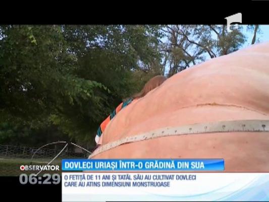 O fetiţă de 11 ani are în grădină un dovleac cu mult mai mare şi mai greu decât toţi membrii familiei ei la un loc