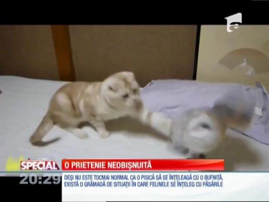 SPECIAL! Prietenie neobişnuită între o pisică şi o bufniţa