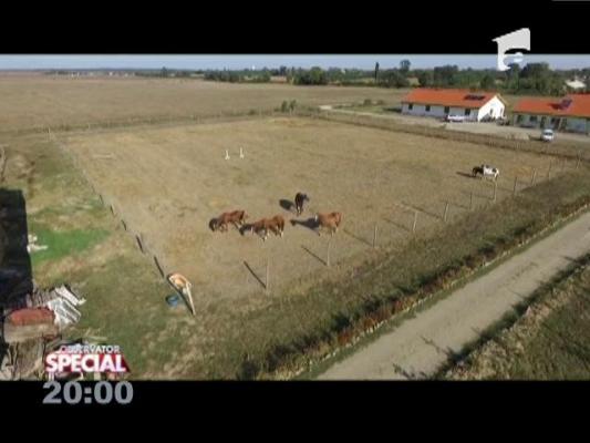 SPECIAL! Au dat Germania pe o fermă de cai
