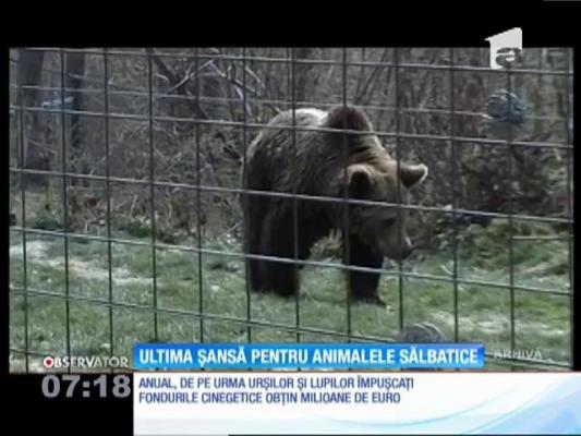 Iubitorii de animale fac scut viu în faţa urşilor, lupilor și a pisicilor sălbătice