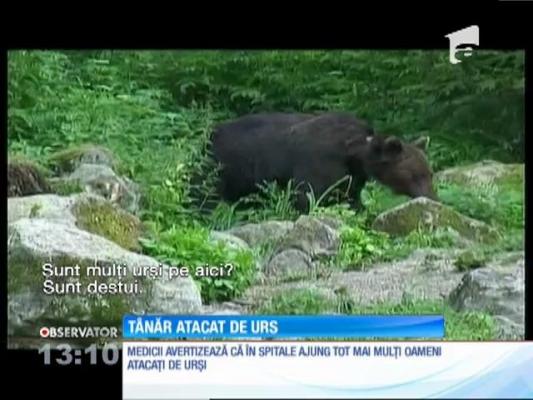 Un tânăr de 23 ani a fost atacat de urs, pe o pajişte din judeţul Harghita