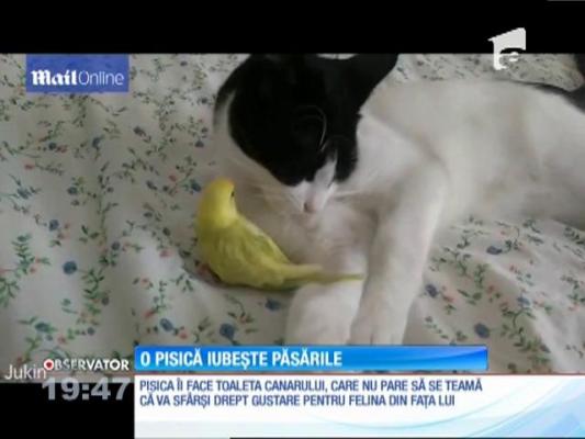 Pisica care iubește păsările