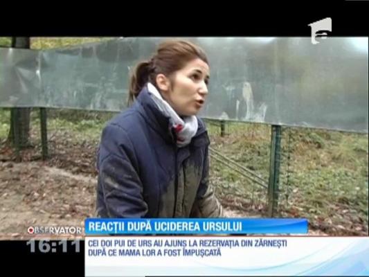 Uciderea puiului de urs din Sibiu, condamnată de iubitorii de animale