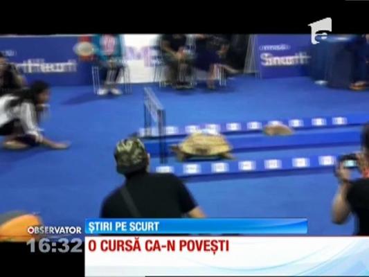 O cursă ca în povești. Broasca țestoasă a câștigat întrecerea cu iepurele!