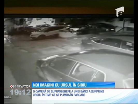 Noi imagini cu ursul care s-a plimbat miercuri dimineaţă prin Sibiu, înainte să fie ucis