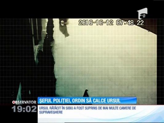 Uciderea ursului care s-a rătăcit pe străzi a fost comandată de şeful poliţiei din Sibiu