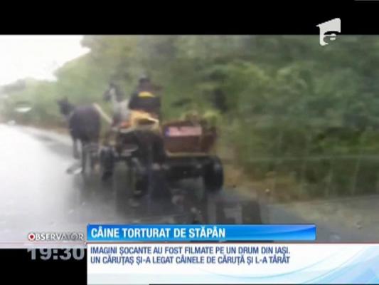 Imagini șocante pe un drum din Iaşi! Un câine este târât pe şosea, legat de căruţa stăpânului său