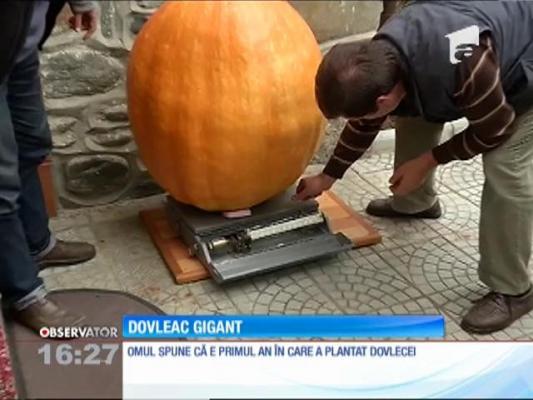 Dovleac de 100 de kilograme