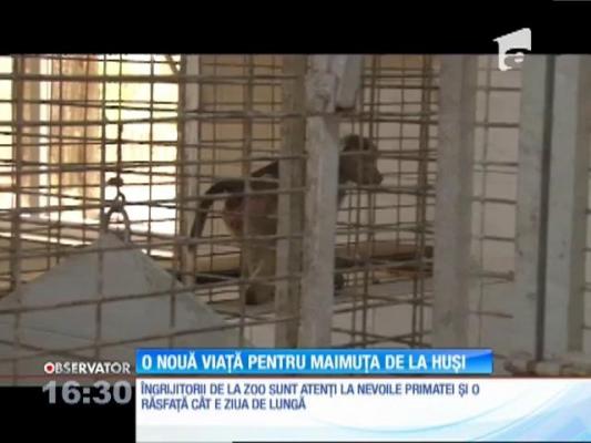 O nouă viaţă pentru maimuţa găsită într-o cuşcă dintr-o benzinărie
