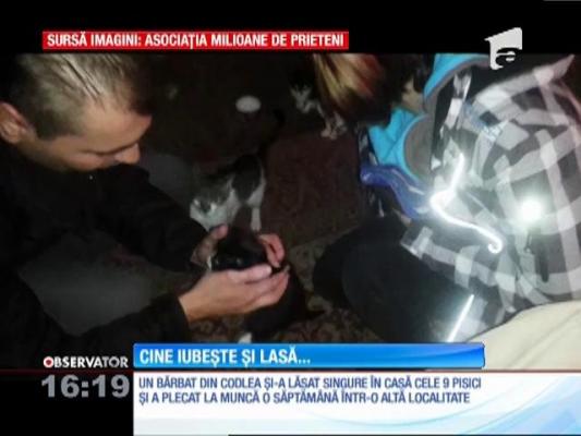 A lăsat nouă pisici singure timp de o săptămână, din dragoste pentru animale...