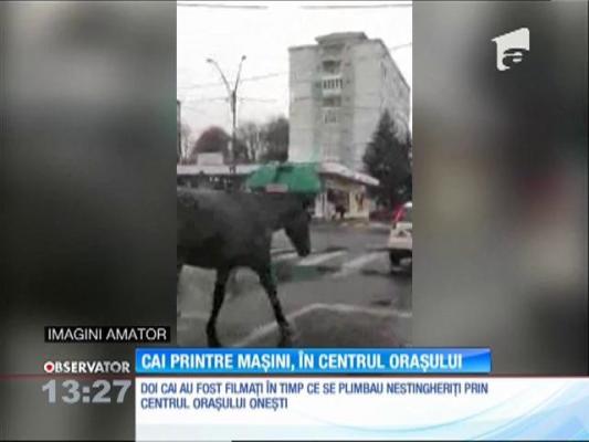 Cai printre mașini, în centrul orașului