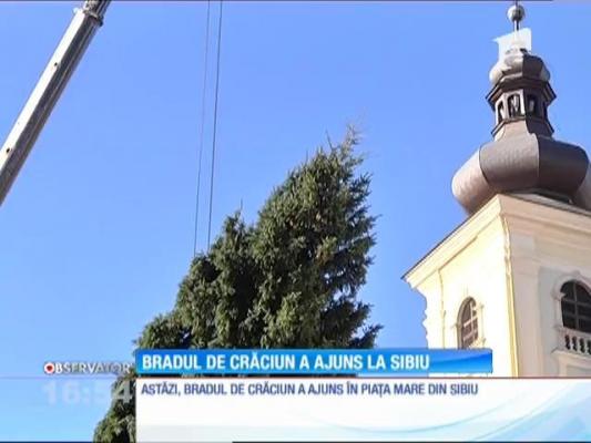 Bradul de Crăciun a ajuns la Sibiu