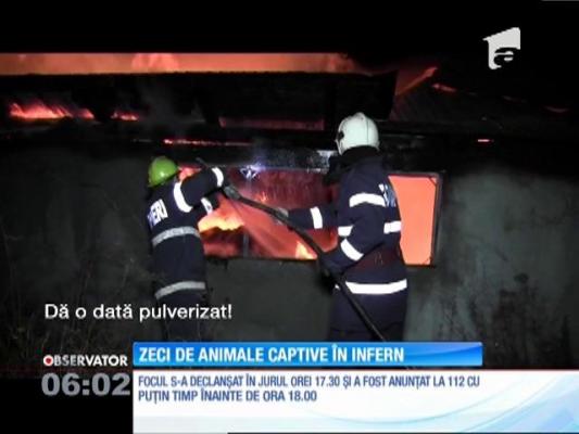 Incendiu de proporţii la o fermă de lângă Dej. Mai multe animale au ars de vii