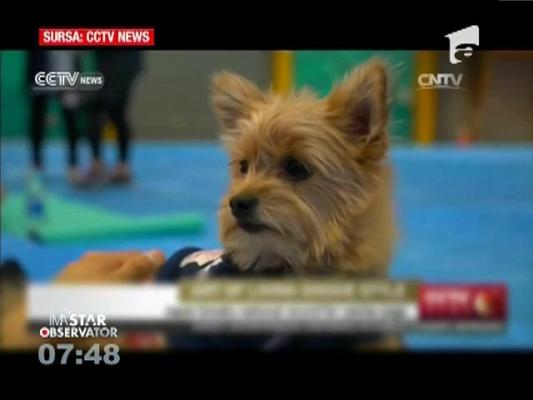 Record la yoga cu câini în Japonia