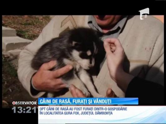 Câini de rasă, furaţi şi vânduţi