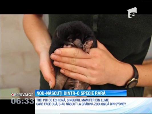 Trei pui de echidna au venit pe lume la grădina zoologică din Sydney