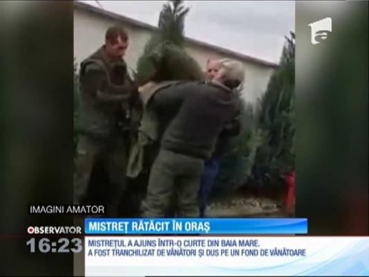 Un mistreț s-a rătăcit în curtea unor oameni din Baia Mare