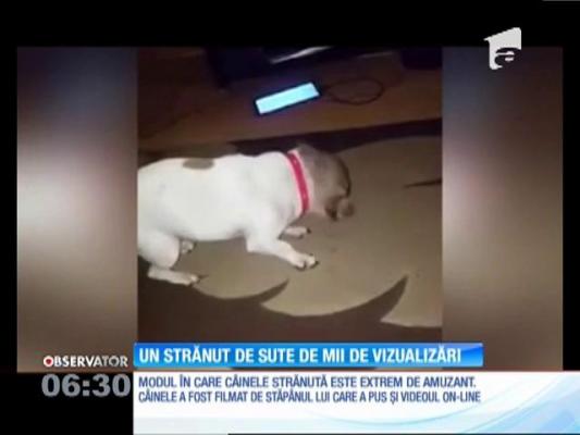 Răcit sau, poate puţin alergic, un câine face furori pe Internet cu modul în care strănută